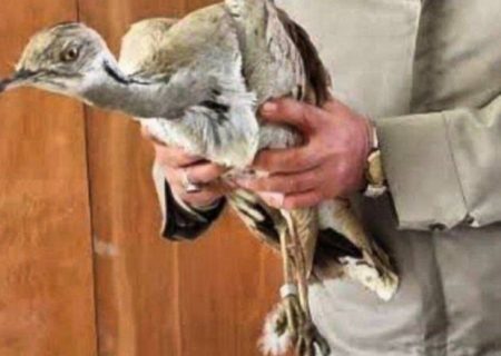 تحویل یک قطعه هوبره به محیط زیست شهرستان چهاربرج