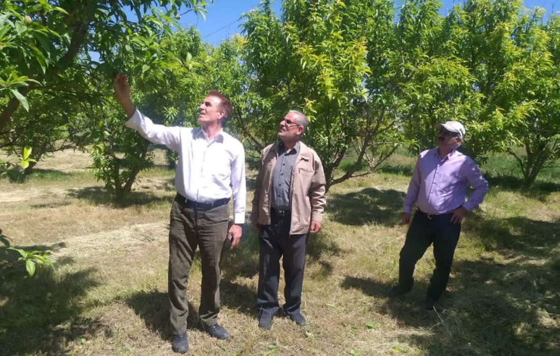 حضور مستمر کارشناسان جهاد کشاورزی در مناطق خسارت دیده از بارش تگرگ بمنظور بررسی میزان خسارت وارده به محصولات کشاورزی 
