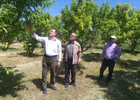 حضور مستمر کارشناسان جهاد کشاورزی در مناطق خسارت دیده از بارش تگرگ بمنظور بررسی میزان خسارت وارده به محصولات کشاورزی 