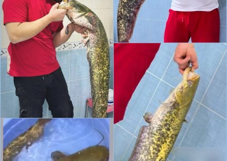 دستگیری صیاد متخلف با رصد فضای مجازی در میاندوآب